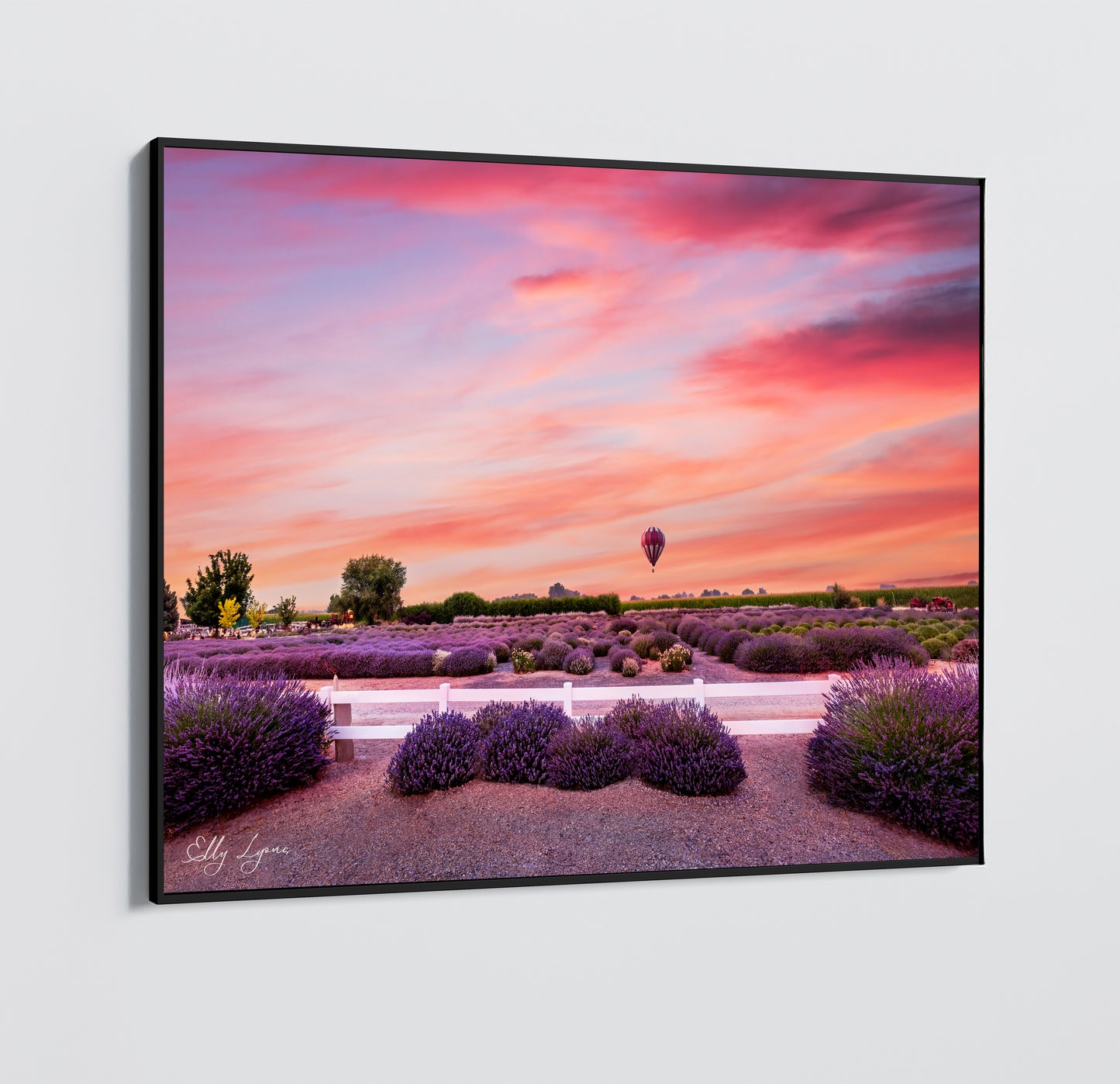 Lavender Fields In Summertime | Hot Air Balloon Print | Print | Canvas | Metal | Acrylic